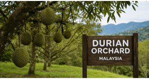 Best Time to Visit Durian Orchard Malaysia: Season Guide